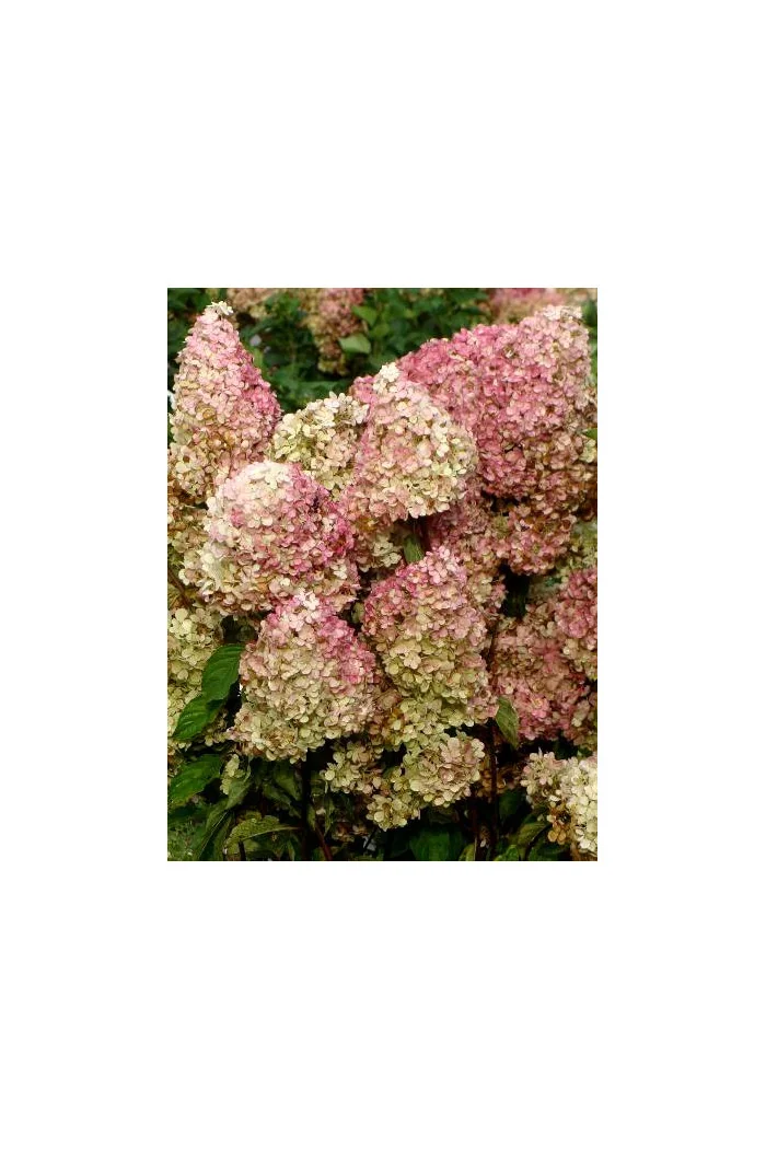 Hortensja bukietowa 'Fraise Melba' | Hydrangea paniculata