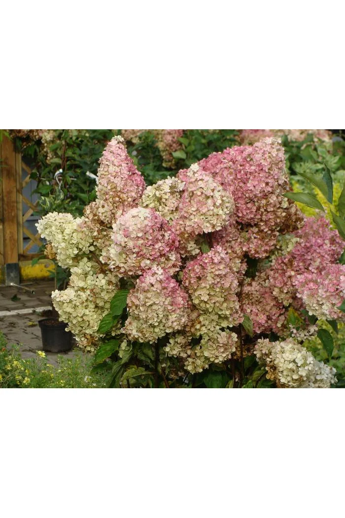 Hortensja bukietowa 'Fraise Melba' | Hydrangea paniculata