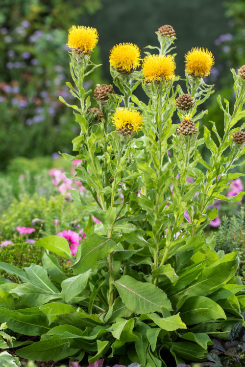 Chaber wielkogłówkowy | Centaurea macrocephala
