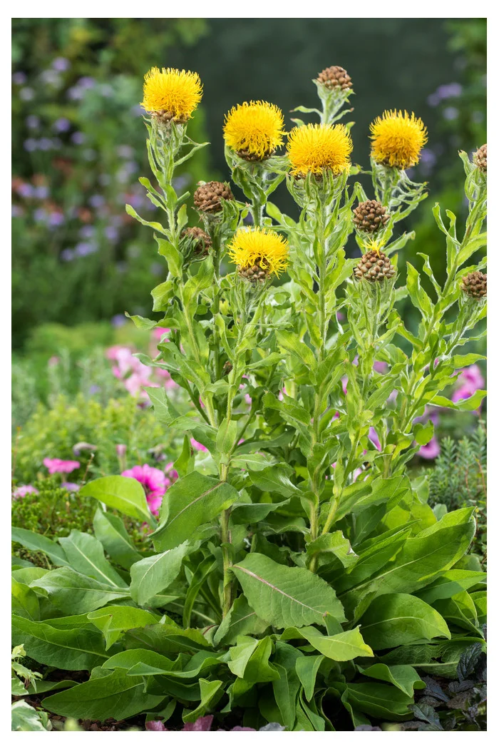 Chaber wielkogłówkowy | Centaurea macrocephala
