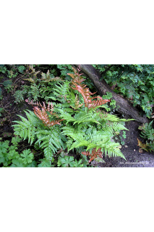 Narecznica czerwonozawijkowa| Dryopteris erythrosora