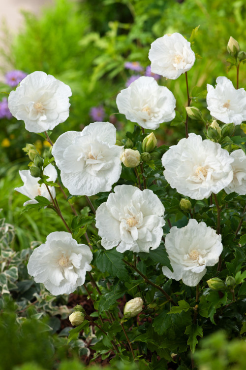 Ketmia syryjska 'White Chiffon' | Hibiscus syriacus
