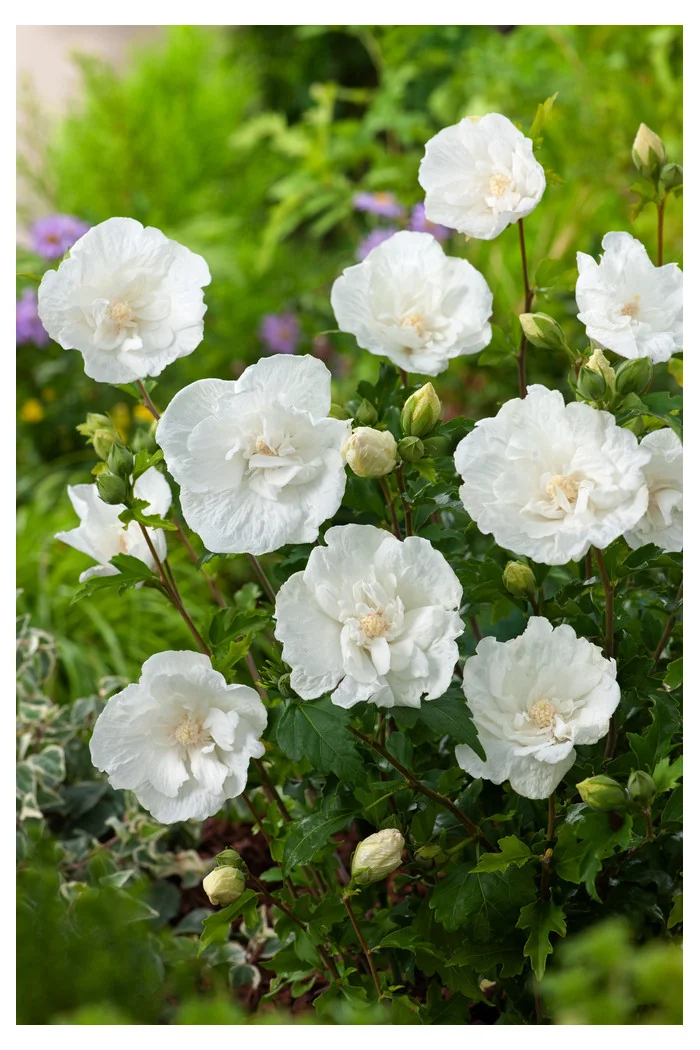 Ketmia syryjska 'White Chiffon' | Hibiscus syriacus