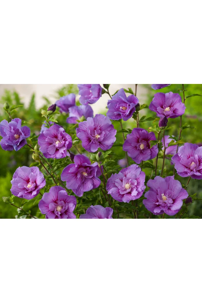 Ketmia syryjska 'Lavender Chiffon' | Hibiscus syriacus