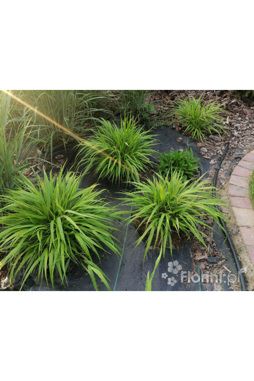 Hakonechloa smukła 'Greenhills' | Hakonechloa macra