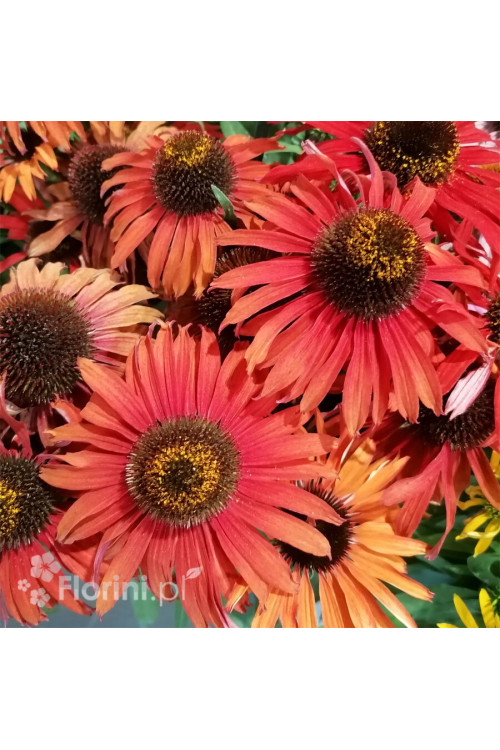 Jeżówka 'Fountain Red' Echinacea