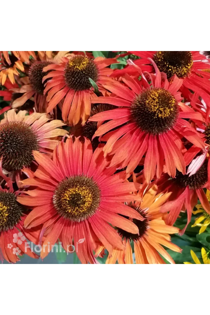 Jeżówka 'Fountain Red' Echinacea