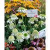 Jeżówka 'Delicious Nougat' | Echinacea