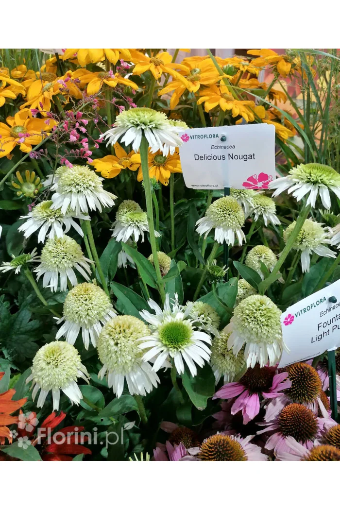 Jeżówka 'Delicious Nougat' | Echinacea