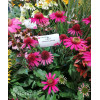 Jeżówka 'Delicious Candy' | Echinacea