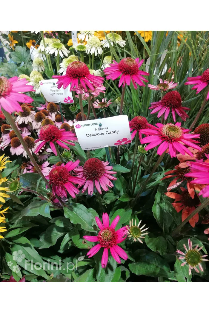 Jeżówka 'Delicious Candy' | Echinacea