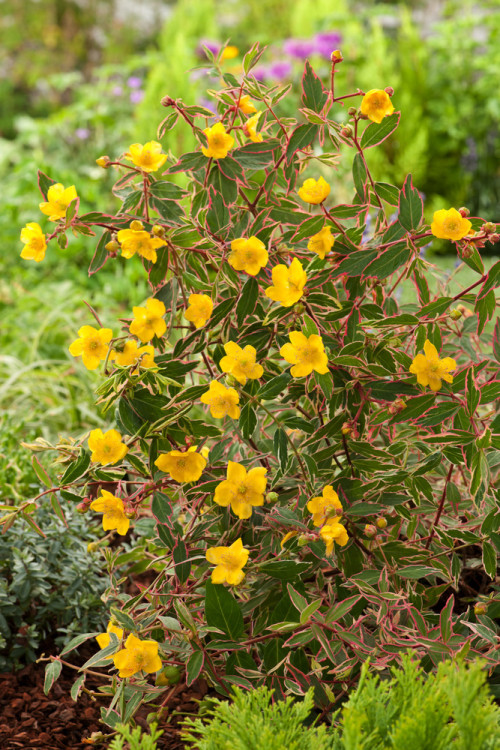 Dziurawiec 'Tricolor' | Hypericum moserianum