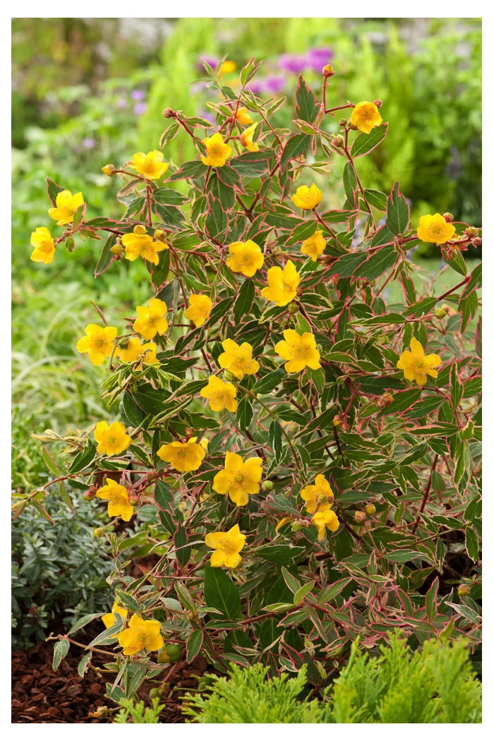 Dziurawiec 'Tricolor' | Hypericum moserianum