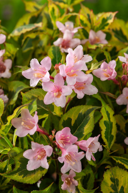 Krzewuszka cudowna 'Kolmagino Magical Rainbow' | Weigela florida