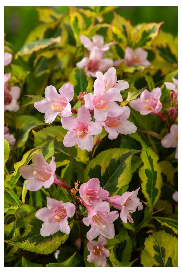 Krzewuszka cudowna 'Kolmagino Magical Rainbow' | Weigela florida