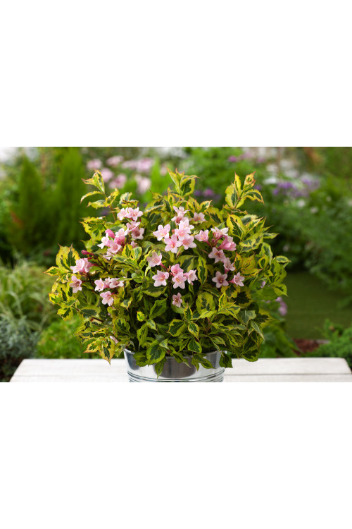 Krzewuszka cudowna 'Kolmagino Magical Rainbow' | Weigela florida
