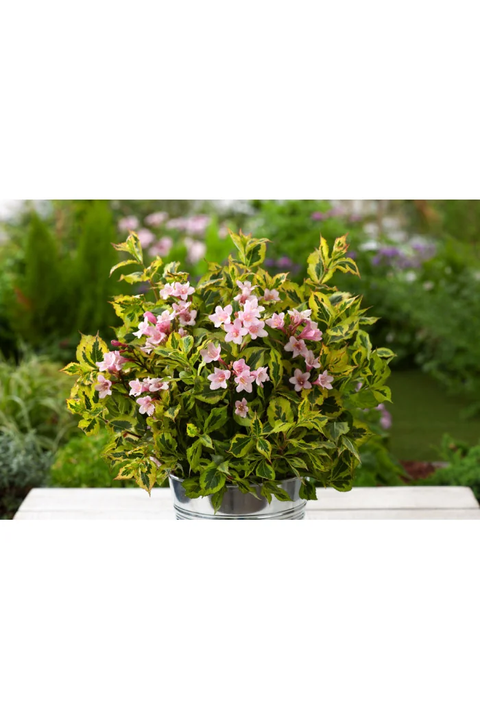 Krzewuszka cudowna 'Kolmagino Magical Rainbow' | Weigela florida