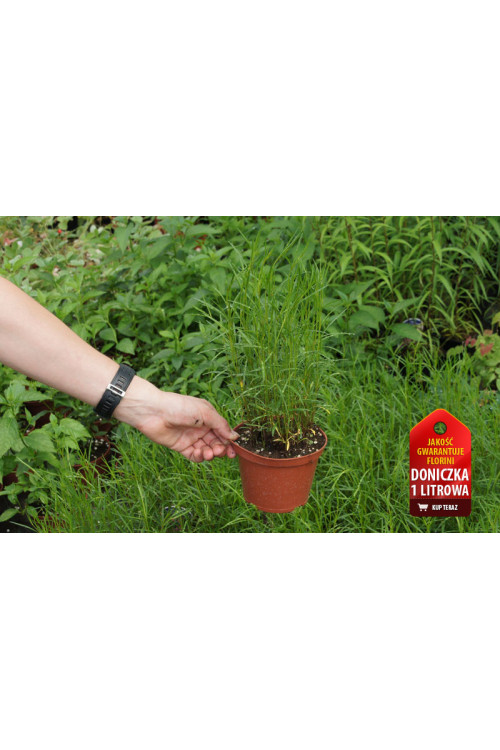 Nachyłek okółkowy 'Zagreb' | Coreopsis verticillata