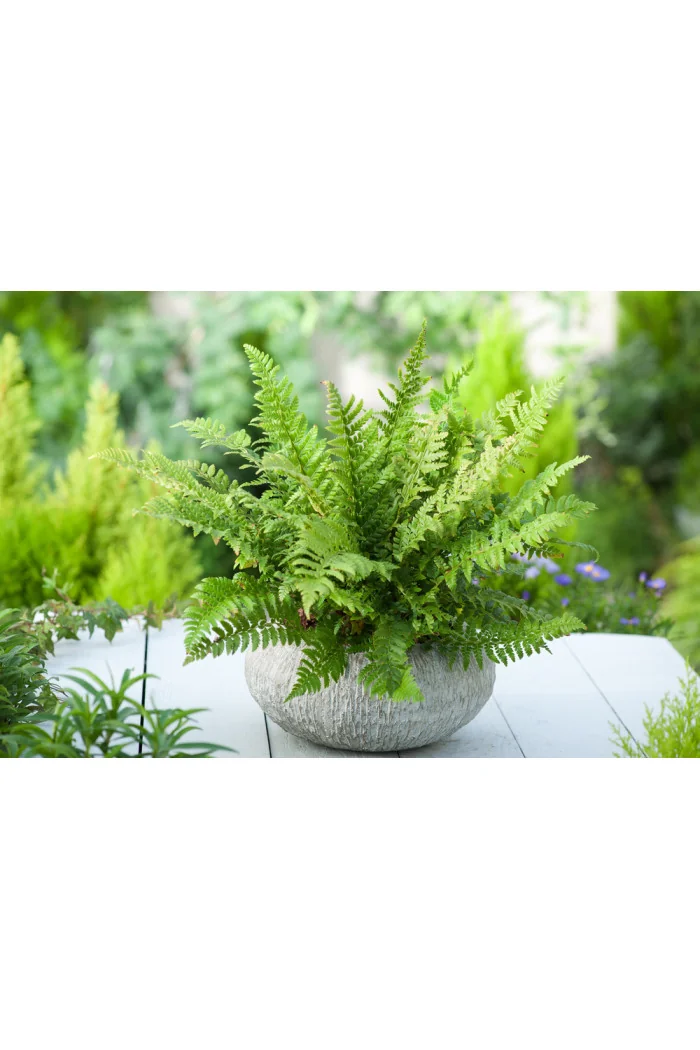 Paprotnik kolczysty | Polystichum aculeatum