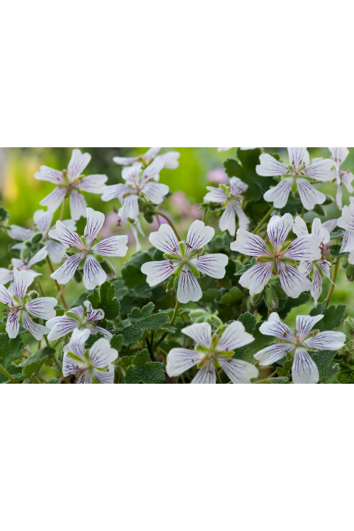 Bodziszek Renarda 'Philippe Vapelle' Geranium renardii