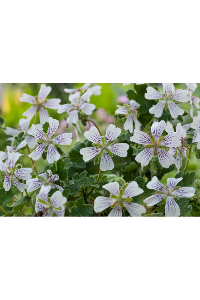Bodziszek Renarda 'Philippe Vapelle' Geranium renardii