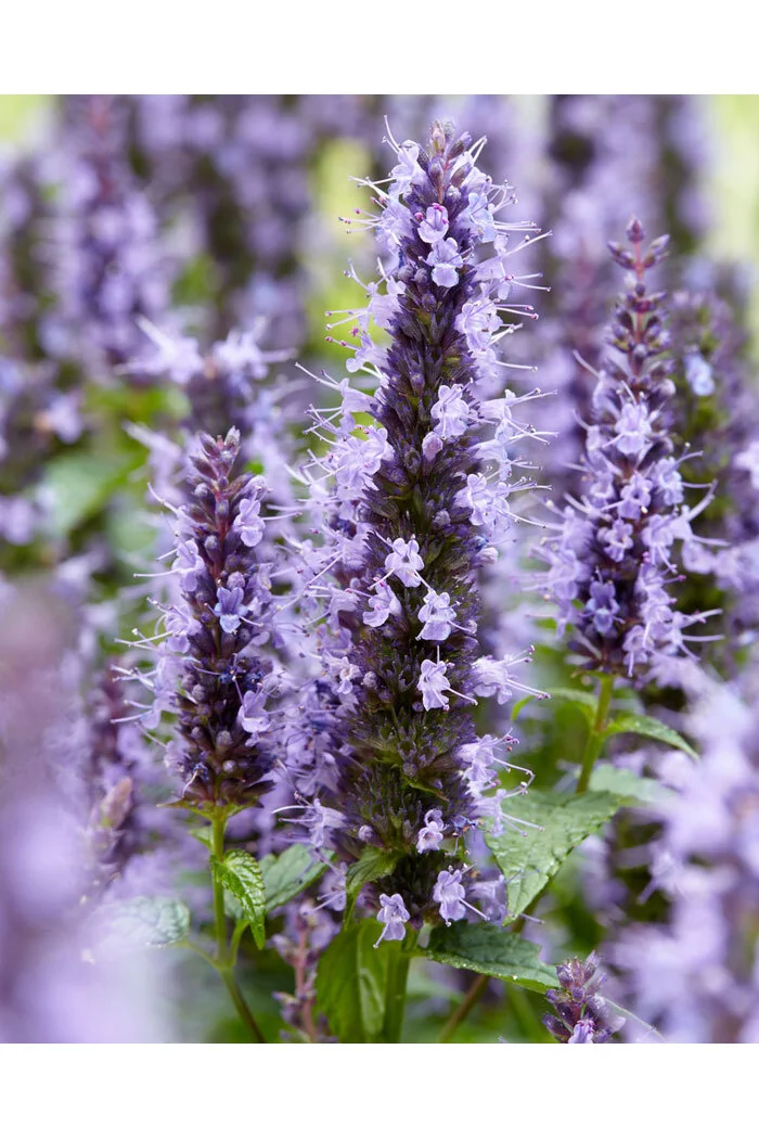 Kłosowiec 'Little Adder' | Agastache foeniculum