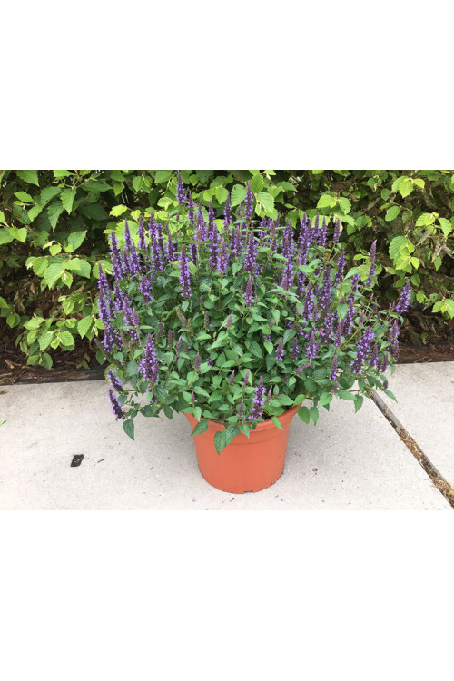 Kłosowiec 'Little Adder' | Agastache foeniculum