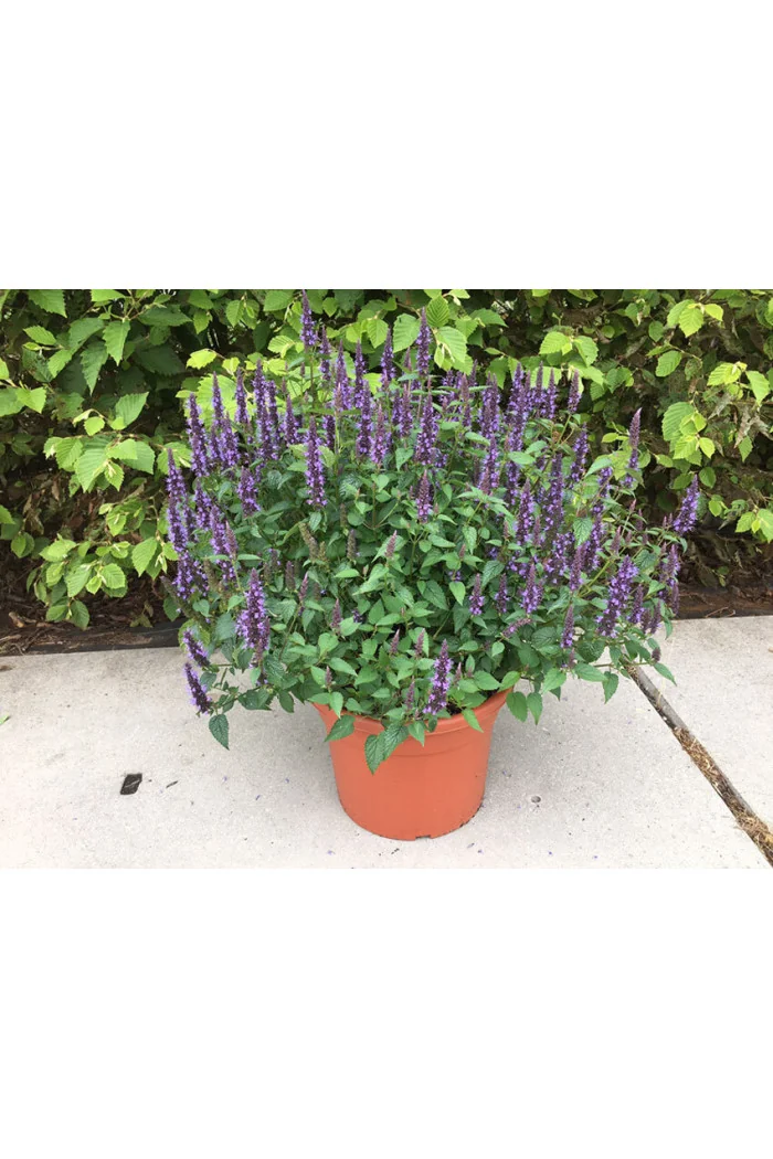 Kłosowiec 'Little Adder' | Agastache foeniculum