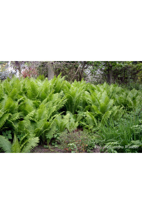 Pióropusznik strusi | Matteuccia struthiopteris