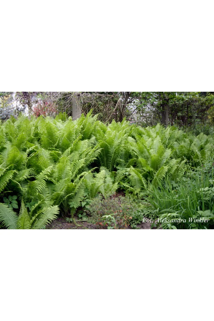 Pióropusznik strusi | Matteuccia struthiopteris