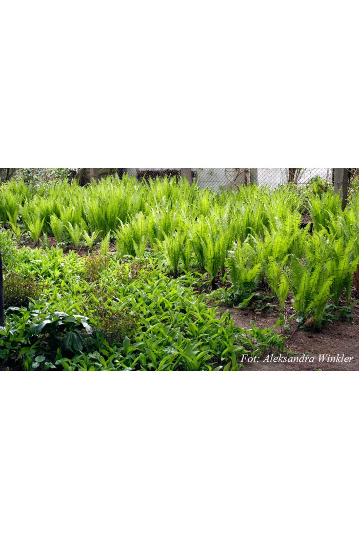 Pióropusznik strusi | Matteuccia struthiopteris