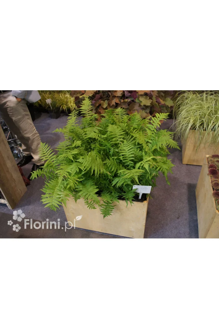 Pióropusznik strusi | Matteuccia struthiopteris