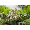bergenia, bergenia sercolistna