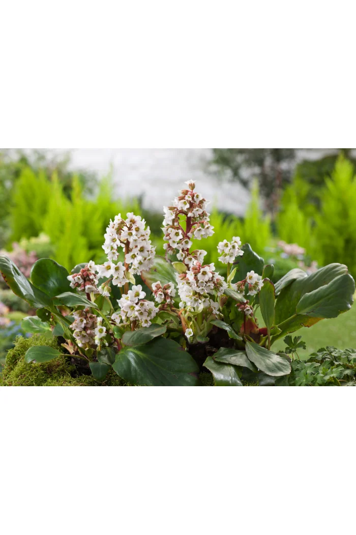 bergenia, bergenia sercolistna