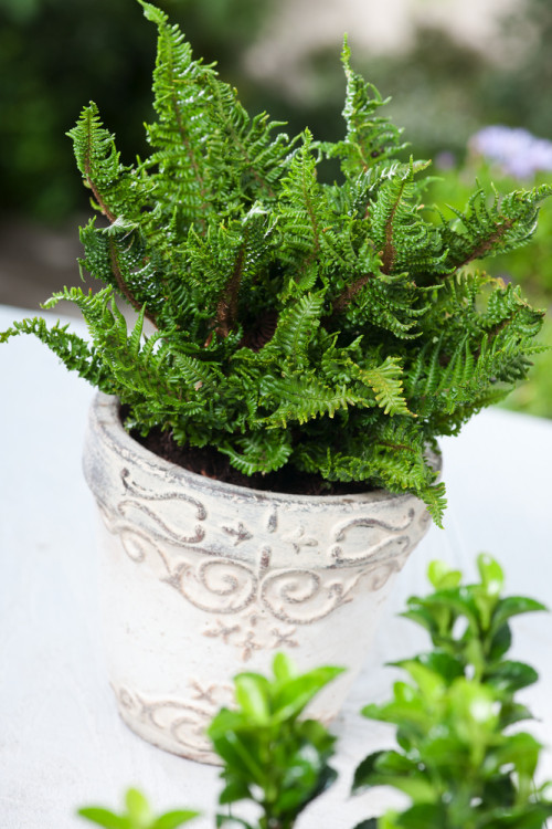 Narecznica mocna 'Crispa' | Dryopteris affinis