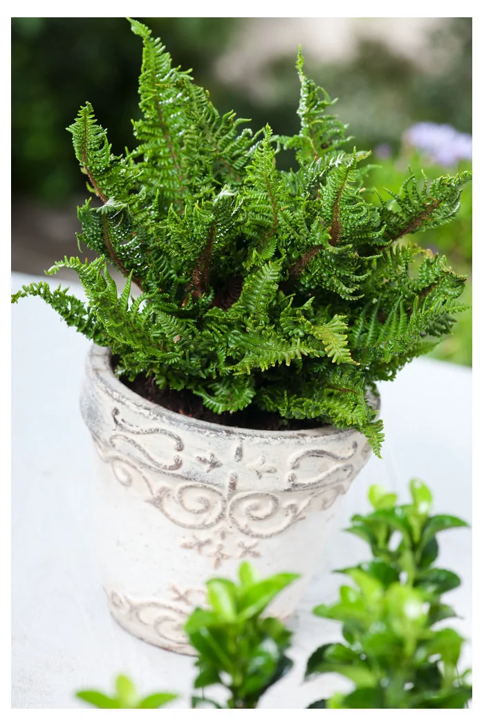 Narecznica mocna 'Crispa' | Dryopteris affinis