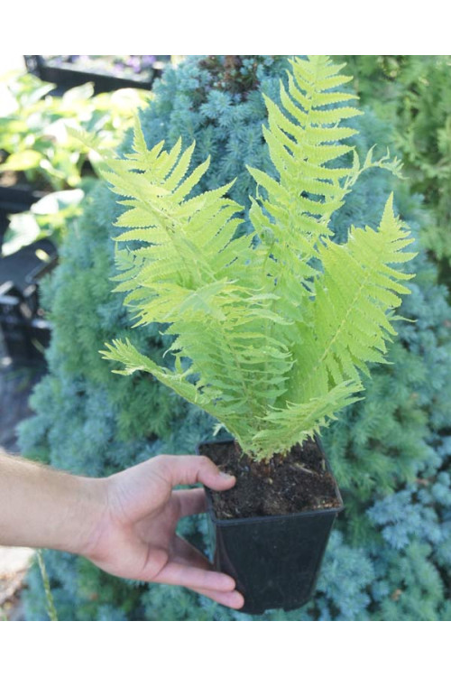 Pióropusznik strusi | Matteuccia struthiopteris