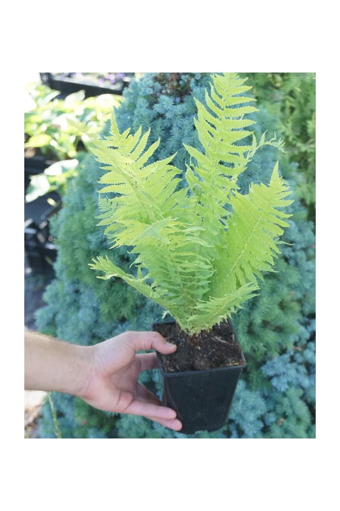 Pióropusznik strusi | Matteuccia struthiopteris