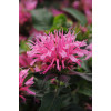 Pysznogłówka 'Balmy Pink' | Monarda
