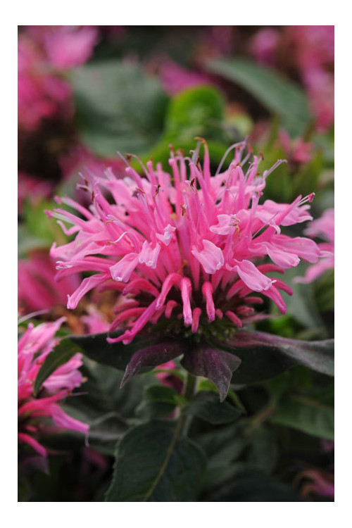 Pysznogłówka 'Balmy Pink' | Monarda