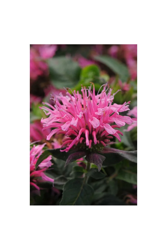 Pysznogłówka 'Balmy Pink' | Monarda