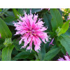 Pysznogłówka 'Balmy Pink' | Monarda