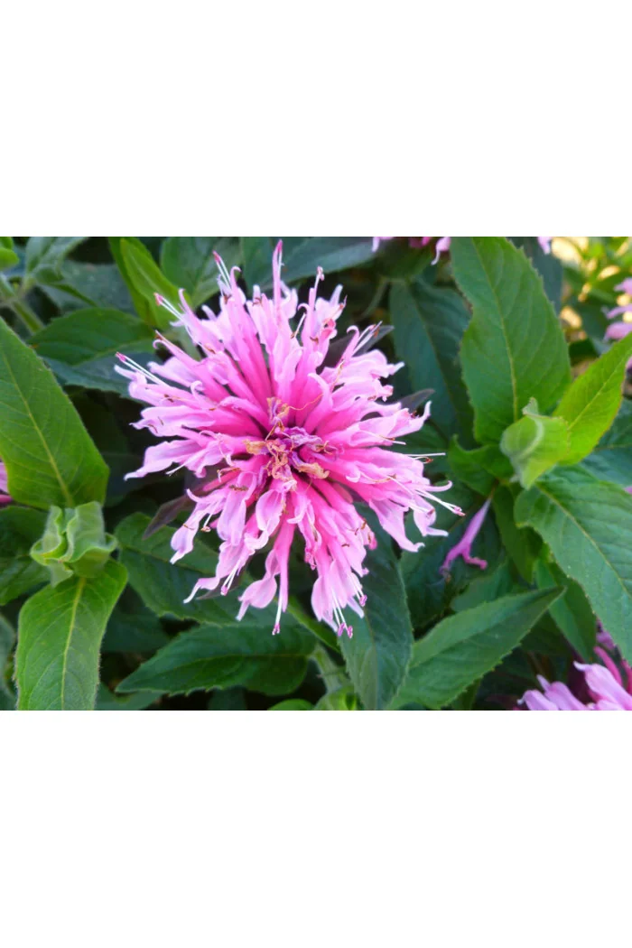 Pysznogłówka 'Balmy Pink' | Monarda