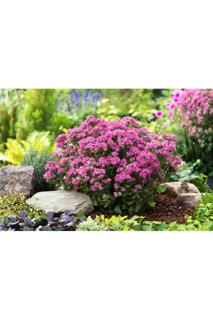 Rozchodnik karpacki 'Munstead Dark Red' | Sedum telephium