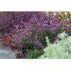 Werbena patagońska 'Lollipop' | Verbena bonariensis