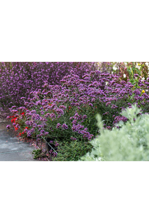 Werbena patagońska 'Lollipop' | Verbena bonariensis