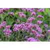 Werbena patagońska 'Lollipop' | Verbena bonariensis