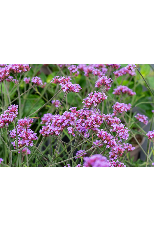 Werbena patagońska 'Lollipop' | Verbena bonariensis