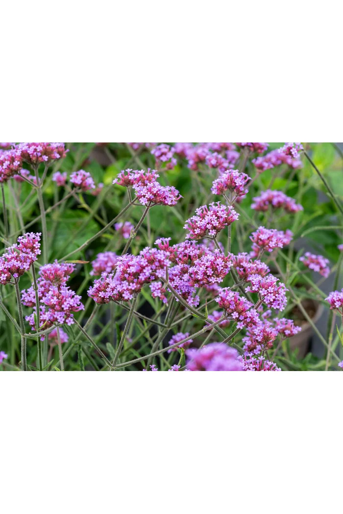 Werbena patagońska 'Lollipop' | Verbena bonariensis