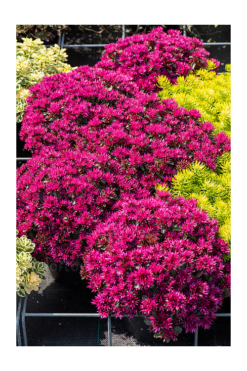 Rozchodnik 'kaukaski 'Deep Rose' | Sedum spurium